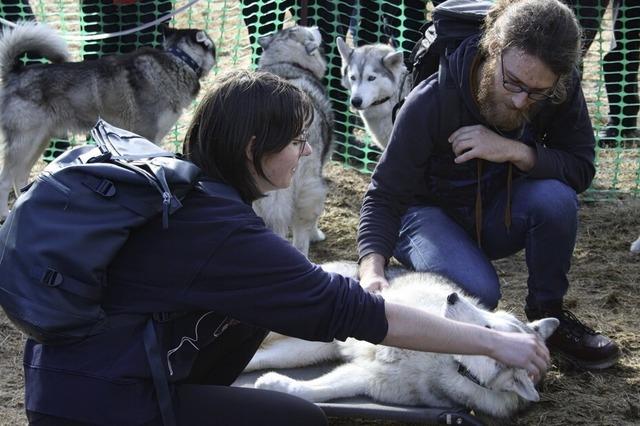 Husky-Camp ersetzt Schlittenhunderennen