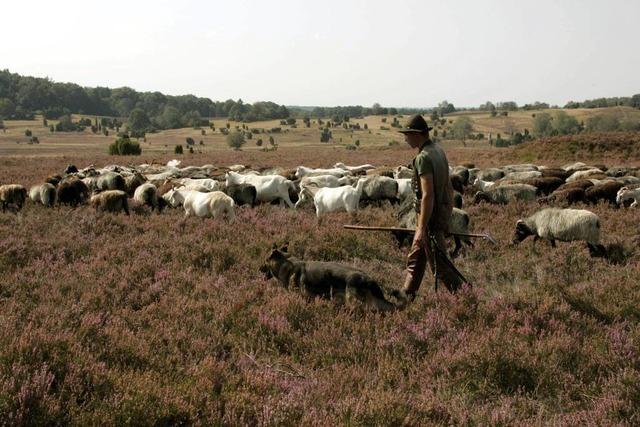 Was der Wolf in der Heide aufwhlt