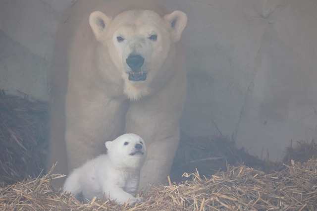 Erste Bilder aus dem Karlsruher Zoo vo...kommenden Wochen weiterhin abgesperrt.  | Foto: Timo Deible (Zoo Karlsruhe)