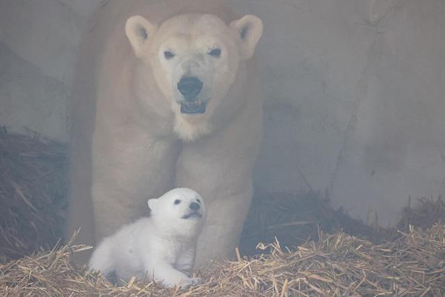 Eisbr-Baby im Karlsruher Zoo: Jetzt krabbelt der Nachwuchs