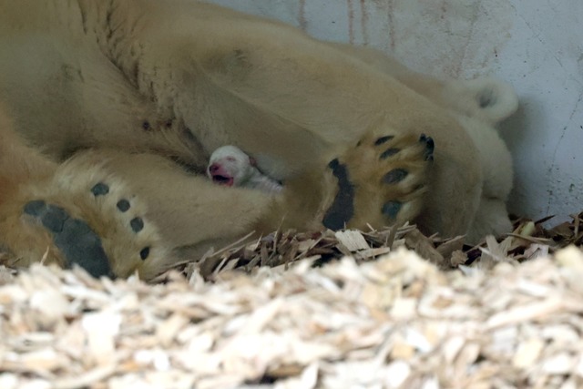 So sah das Eisbr-Baby im Karlsruher Z...ter Nuka beschtzt es rund um die Uhr.  | Foto: Timo Deible (Zoo Karlsruhe)