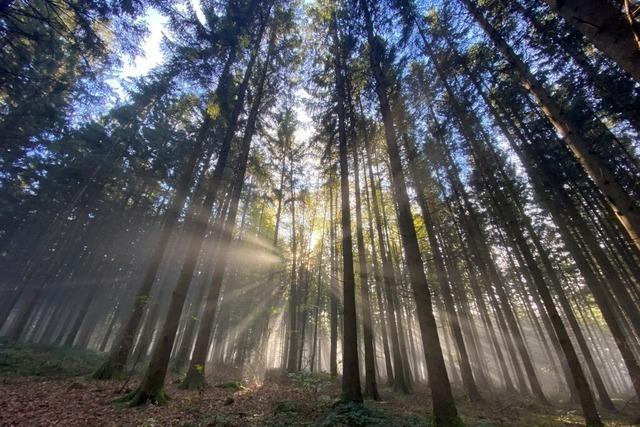 Kappel-Grafenhausen tritt Waldservice Ortenau und Schwarzwald-Vereinigung bei