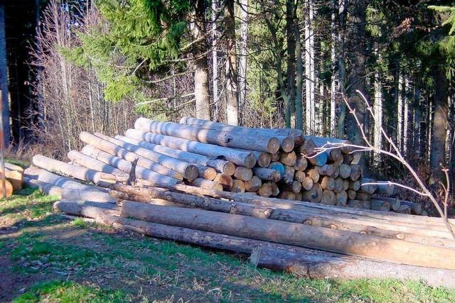 Borkenkfer setzt dem Forst in Husern weiterhin zu