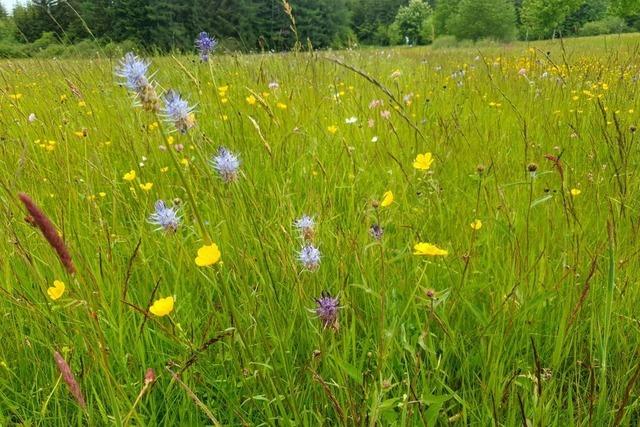 Landschaftskologe in Hinterzarten: "Die Beweidung hier oben ist das A und O fr Artenvielfalt"