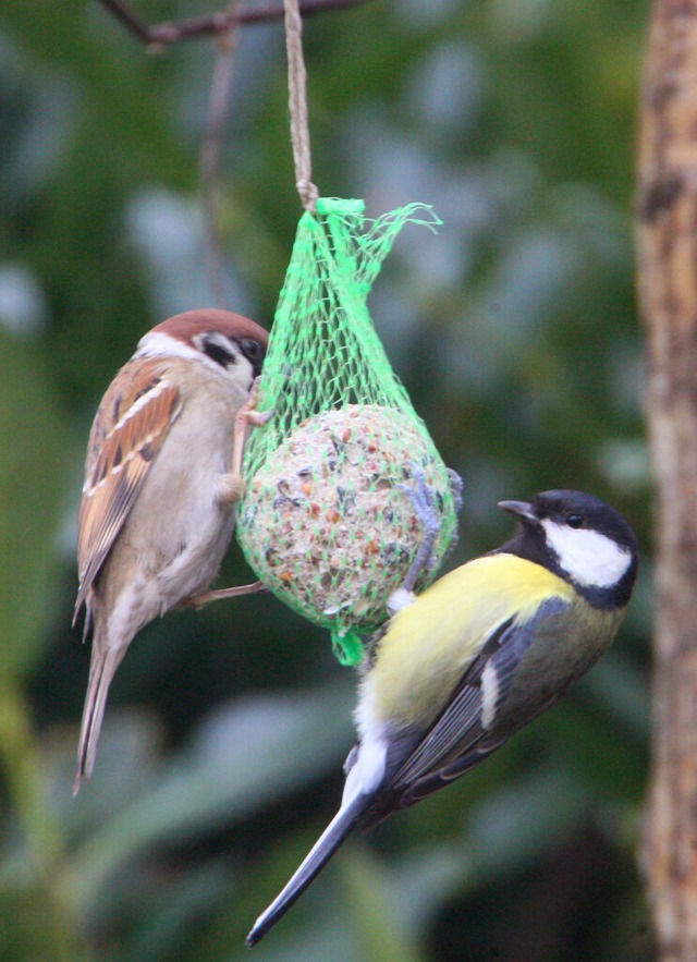 Wie man Vogelfutter selbst macht, lernen Kinder im Museum fr Natur und Mensch.  | Foto: Peter Frster