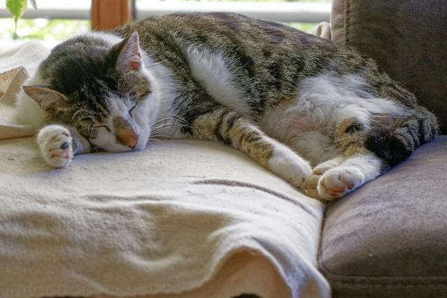 Auch Stegen erlsst eine Katzenschutzverordnung