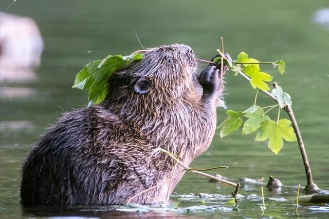 Die Biber sind am Opfinger See in Freiburg zurck