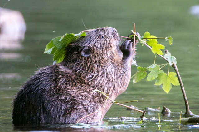 Die Biber sind am Opfinger See in Freiburg zurck