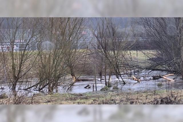 Biber richtet es sich am Schlierbach heimelig ein