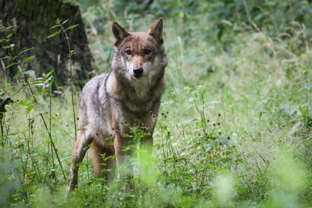 Herdenschutz-Expertin zum Thema Wolf: "Wir mssen den Tierhaltern verschiedene Optionen bieten"