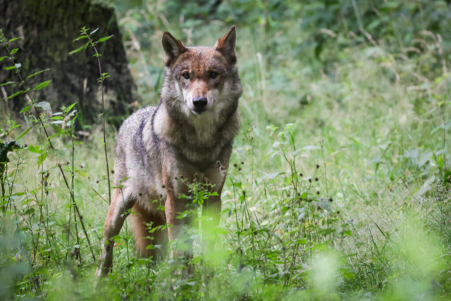 Herdenschutz-Expertin zum Thema Wolf: 