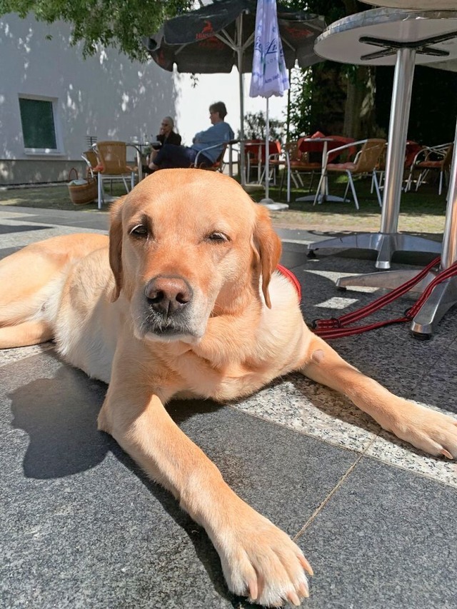 Auf dem Lindenplatz soll es gemtlicher werden, nicht nur fr Bessy.  | Foto: Simone Hhl