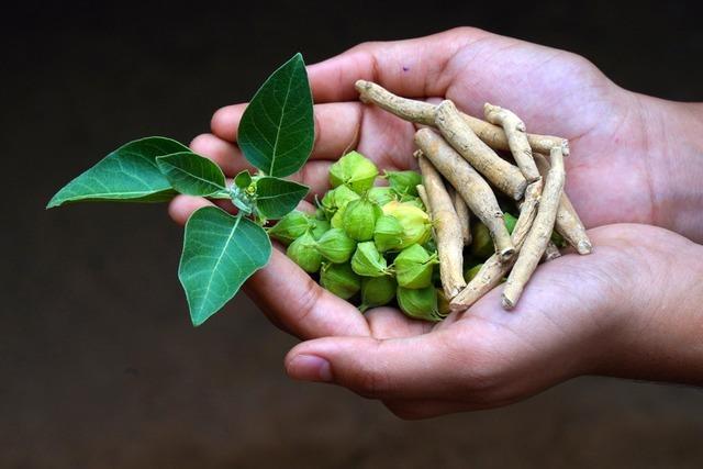 Ashwagandha gegen Angst und Stress: Viele Menschen schwren auf die Heilpflanze