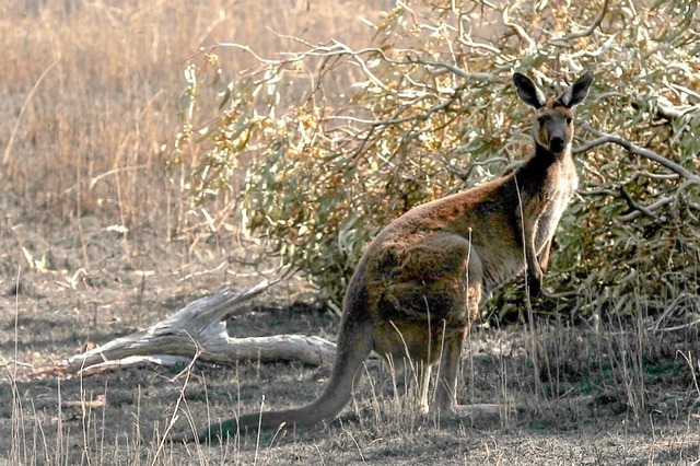 Ein groes Knguru hat in Australien e...nsatzkrfte direkt vor der Haustr an.  | Foto: Kelly Barnes (dpa)