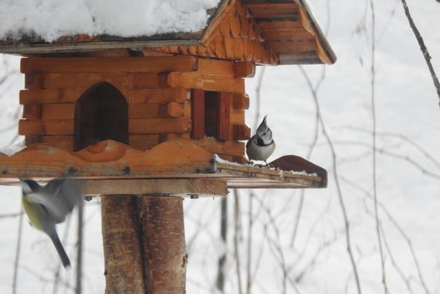 Vgel im Winter fttern – oder lieber doch nicht? Ein Experte aus Grafenhausen erklrt