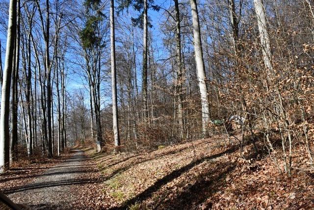 Die Buchen im Wald von Grenzach-Wyhlen werden immer jnger