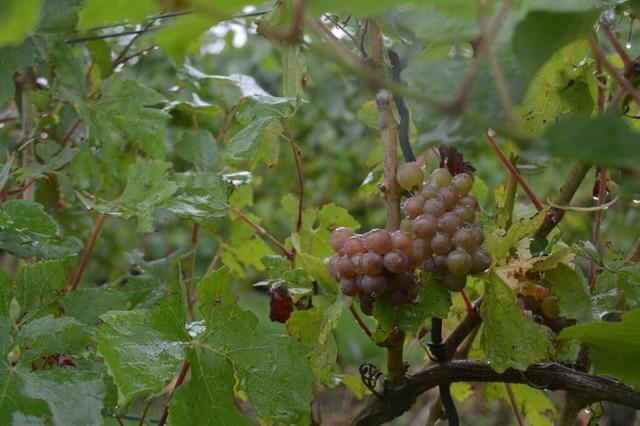 Oberbergens Winzer knnen ihren Umsatz erneut steigern