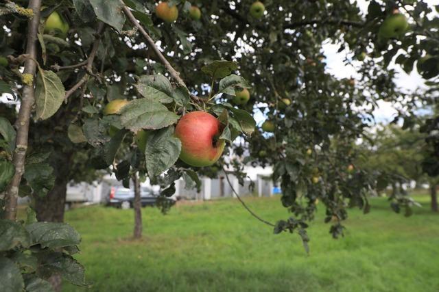 Die kologische Aufwertung fr Baugebiet In den Wolfsackern in Wittenweier ist in Planung