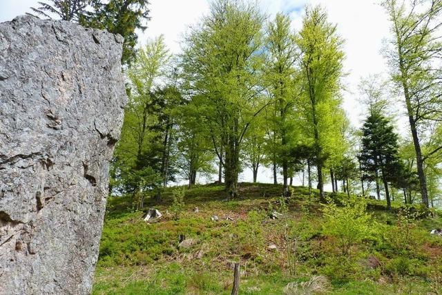 Husern vergibt erste Arbeit fr Waldweide