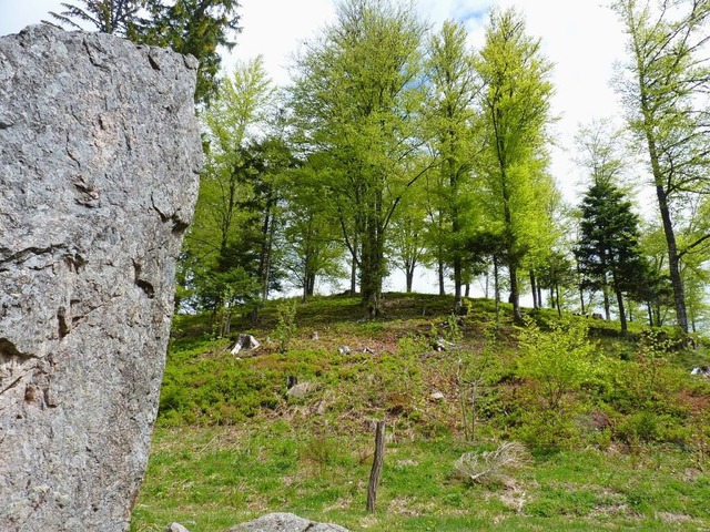 Husern plant eine Waldweide, wie es s...eiher im Kleinen Wiesental schon gibt.  | Foto: Sattelberger