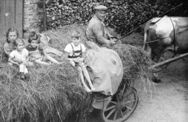 Karl Weber, mit seinem Kuhfuhrwerk vor seinem Hof in der Ottenheimer Rheinstrae  | Foto: Familie Weber