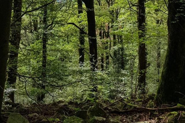 Im Wald von Simonswald soll 2025 wieder mehr Holz geerntet werden