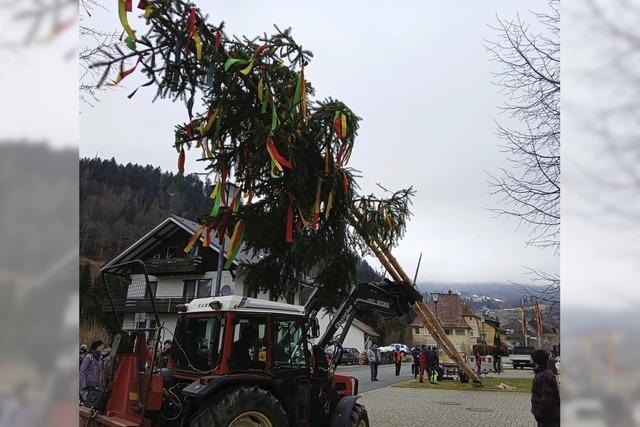 In Todtmoos wurde ein prchtiger Baum gestellt