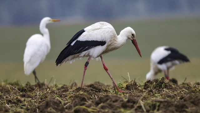 Ein Silberreiher (l.) und zwei Strche...Riedlingen auf einem Feld nach Nahrung  | Foto: Thomas Warnack (dpa)