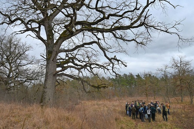 Eine alte Eiche berragt die Gruppe fr...;Trockenaue Neuenburg am Rhein&#8220;.  | Foto: Reinhold John