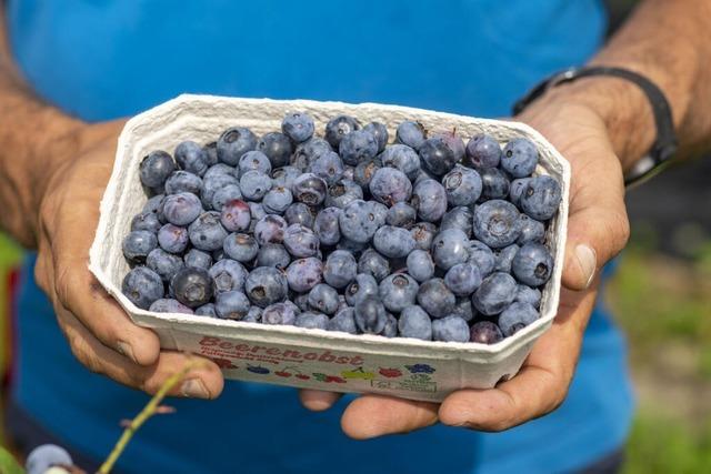 Obstpreise sind um  fnf Prozent gestiegen