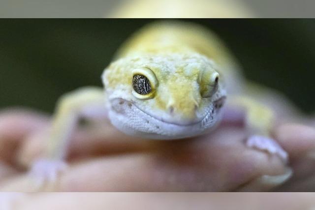 Warum haftet der Fu eines Geckos mal und mal nicht?