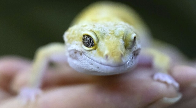 Geckos knnen glatte  Wnde hoch. Die Bionik erklrt warum.  | Foto: Sven Hoppe (dpa)