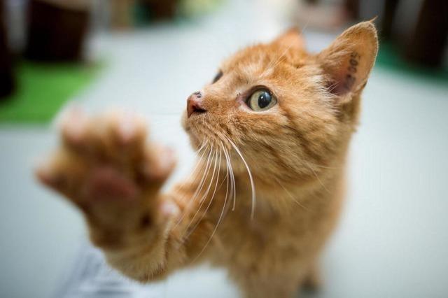 Verhaltensaufflligkeiten bei Katzen und was man tun kann