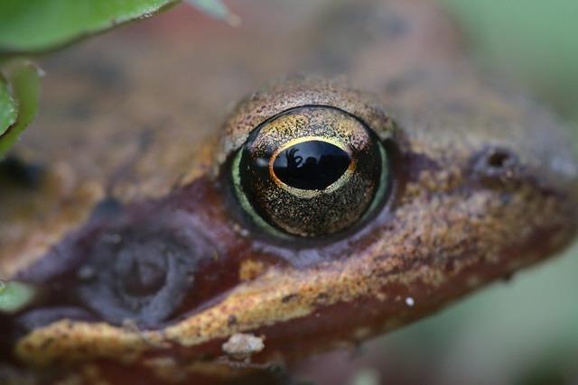 Frust bei Waldkircher Tierschtzern: Die Krtenwanderung beginnt – doch viele ignorieren die Straensperrung