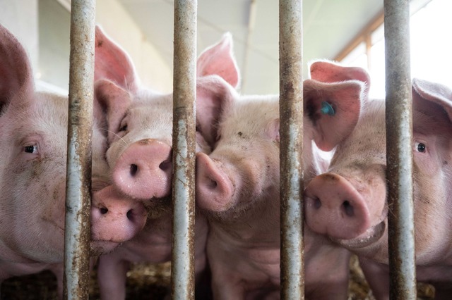 Der S&uuml;dwesten erzeugt wieder mehr Schweinefleisch. (Archivbild)  | Foto: Marijan Murat/dpa