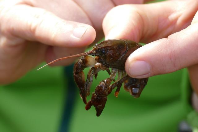 Spritzende Muscheln und furzende Fische: Im Landkreis Emmendingen ist unter Wasser einiges los