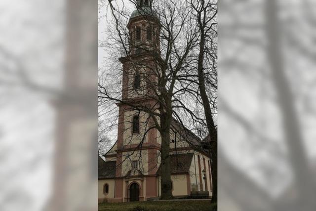 Kritische Fragen zum Verlust einer Rotbuche am lberg