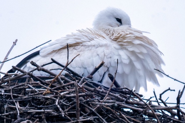 Trotz fr&uuml;her R&uuml;ckkehr startet die Brutsaison erst ab Anfang M&auml;rz.  | Foto: Pia Bayer/dpa