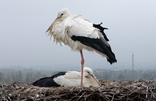 Dass St&ouml;rche in Hessen &uuml;berwintern, ist den Nabu-Fachleuten bekannt.  | Foto: Boris Roessler/dpa