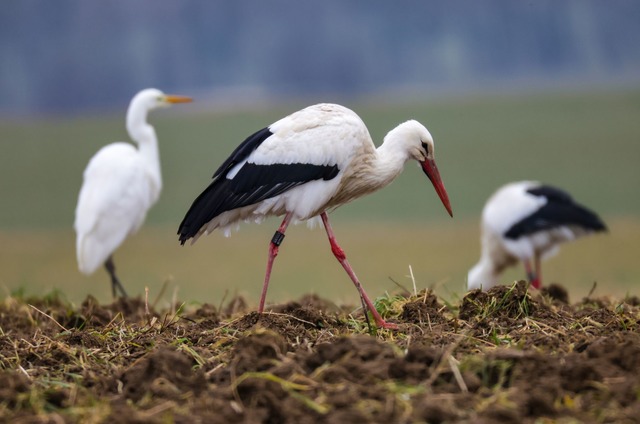 Wenn die Winter w&auml;rmer werden, fi...l;rche auch hierzulande genug Nahrung.  | Foto: Thomas Warnack/dpa