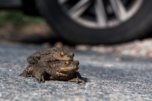 Huckepack geht es bei diesem Krtenpr...mes Fahren entlang der Wanderstrecken.  | Foto: Daniel Bockwoldt (dpa)