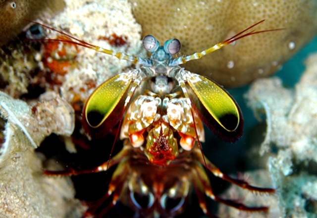 Mit ungeheurer Wucht zerschlagen Fangs...n und Muscheln oder t&ouml;ten Fische.  | Foto: Andy Law/Northwestern University/dpa