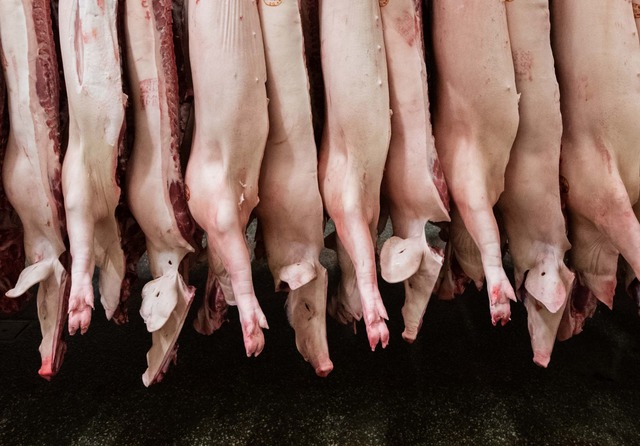 Die Schlachtmenge bei Schweinefleisch steigt um 1,9 Prozent. (Archivbild)  | Foto: Mohssen Assanimoghaddam/dpa