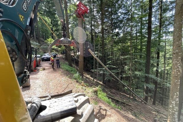 Staufen erzielt ordentliche Gewinne im Forst