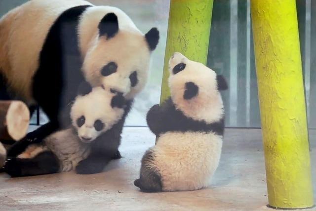 Action im Panda-Gehege: Leni und Lotti werden immer wilder