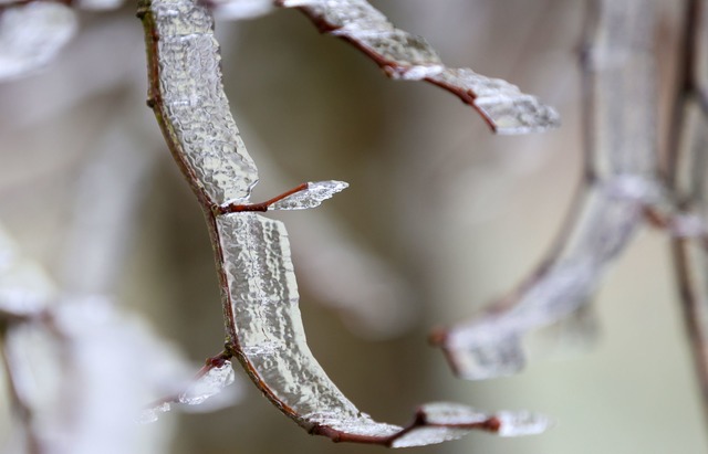 Noch hat der karge Winter die Natur im Griff.  | Foto: Thomas Warnack/dpa