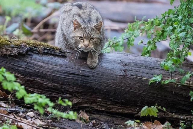 Katzenschutzverordnung in Herbolzheim: Halter zeigen Einsicht