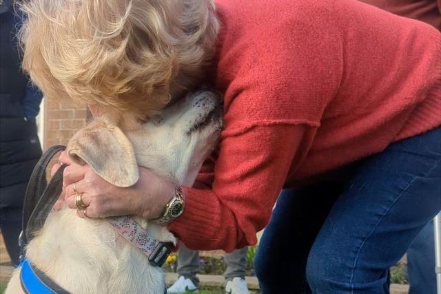 Gestohlene Labrador-Hndin nach sieben Jahren wieder mit Besitzern vereint