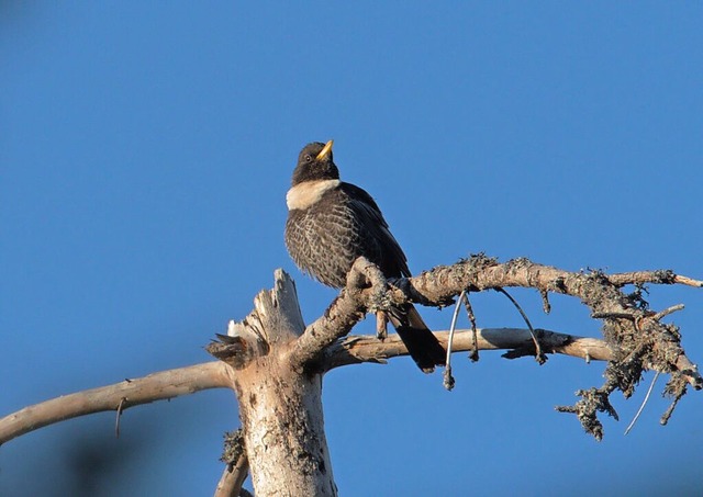 Die Ringdrossel ist eine der besondere...n im Vogelschutzgebiet Sdschwarzwald.  | Foto: Ingmar Harry