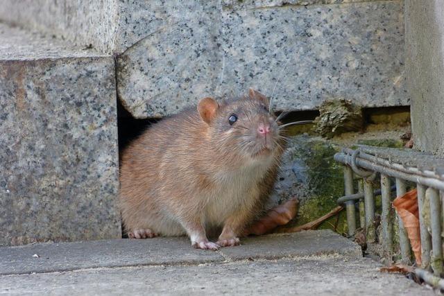 Wie die Lindenschule in Wyhlen den Ratten erfolgreich den Kampf angesagt hat